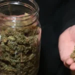 marihuana-frasco-thc-cogollos-cannabis